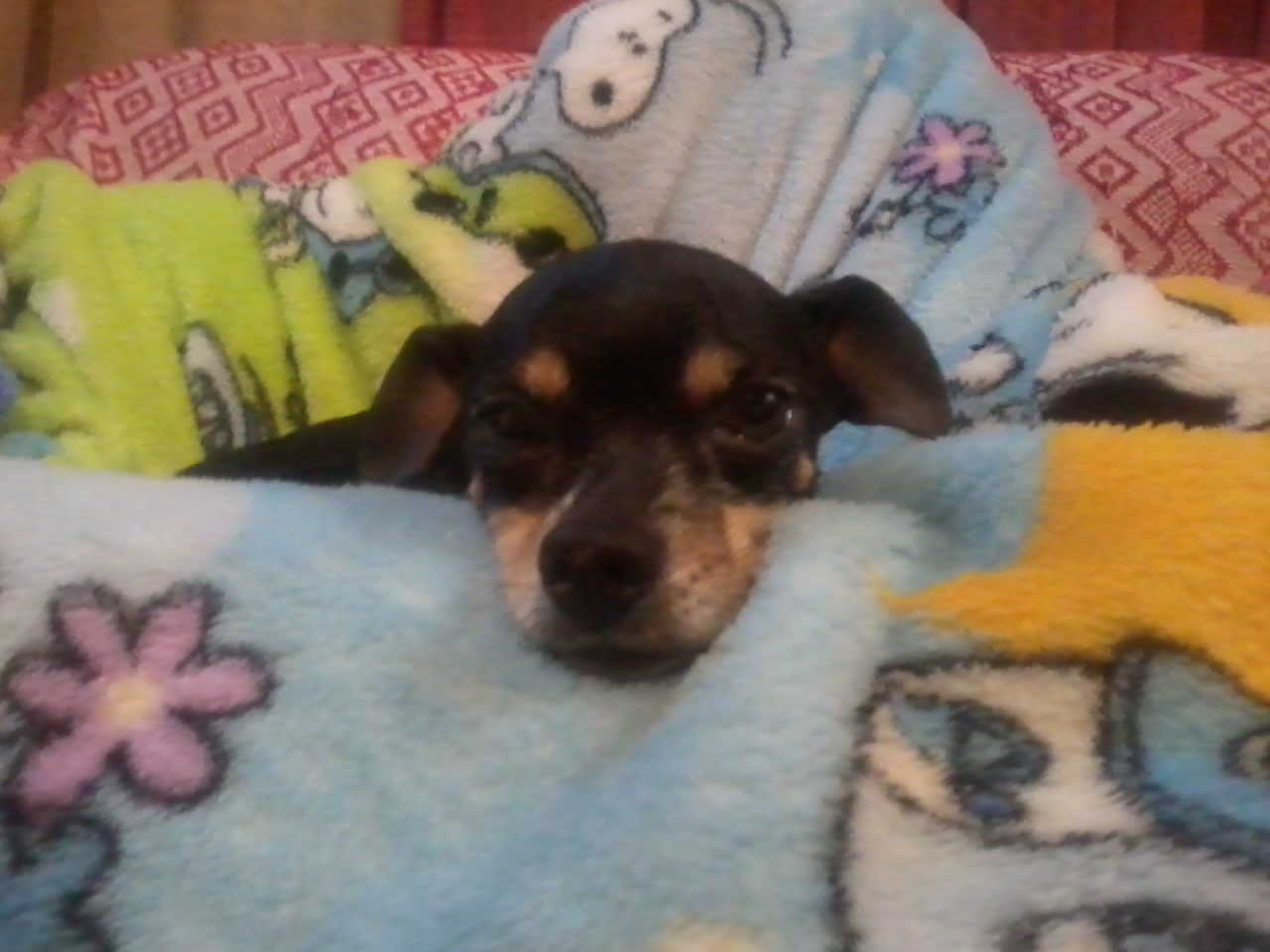 A dog image from https://images.dog.ceo/breeds/pinscher-miniature/2013-08-23_21.38.32.jpg