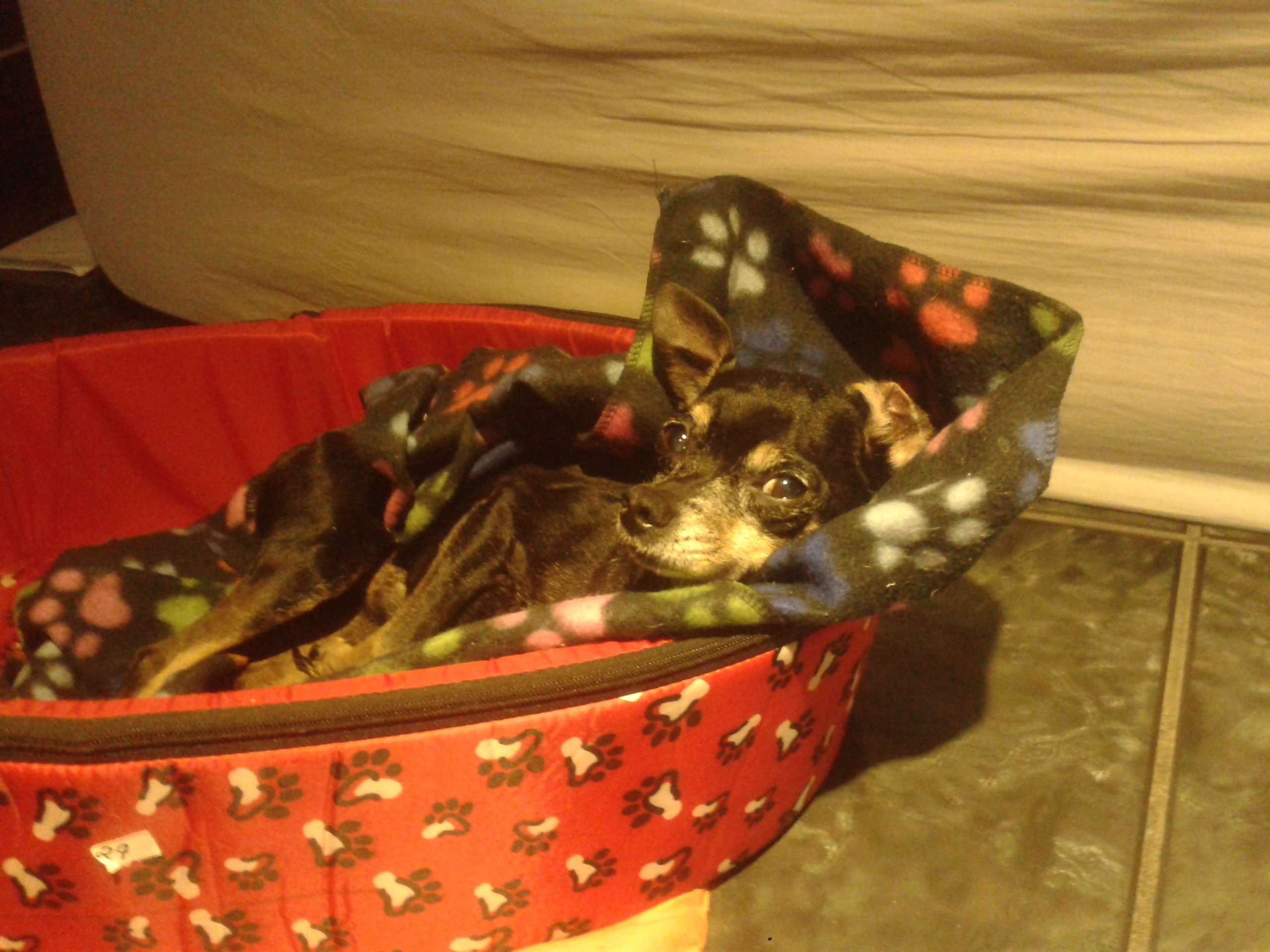 A dog image from https://images.dog.ceo/breeds/pinscher-miniature/2015-06-01_17.27.57x.jpg