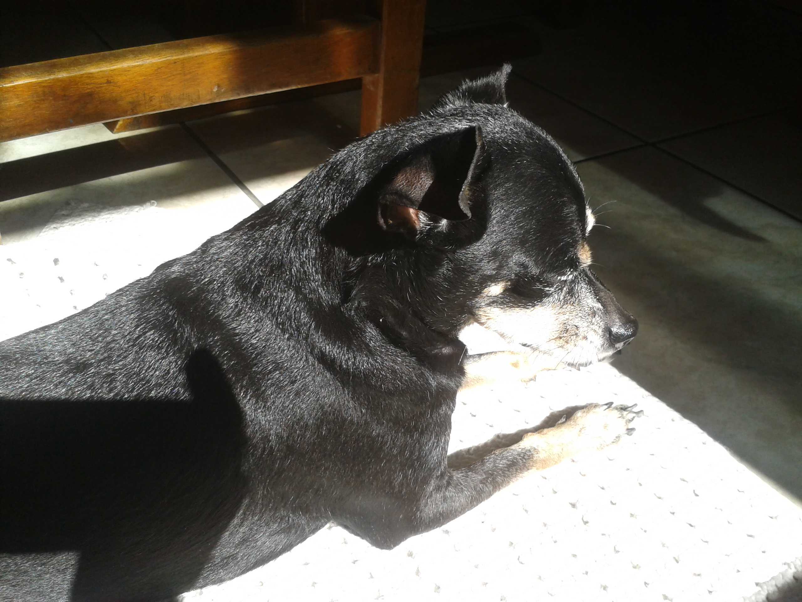 A dog image from https://images.dog.ceo/breeds/pinscher-miniature/2016-06-16_13.13.45x.jpg