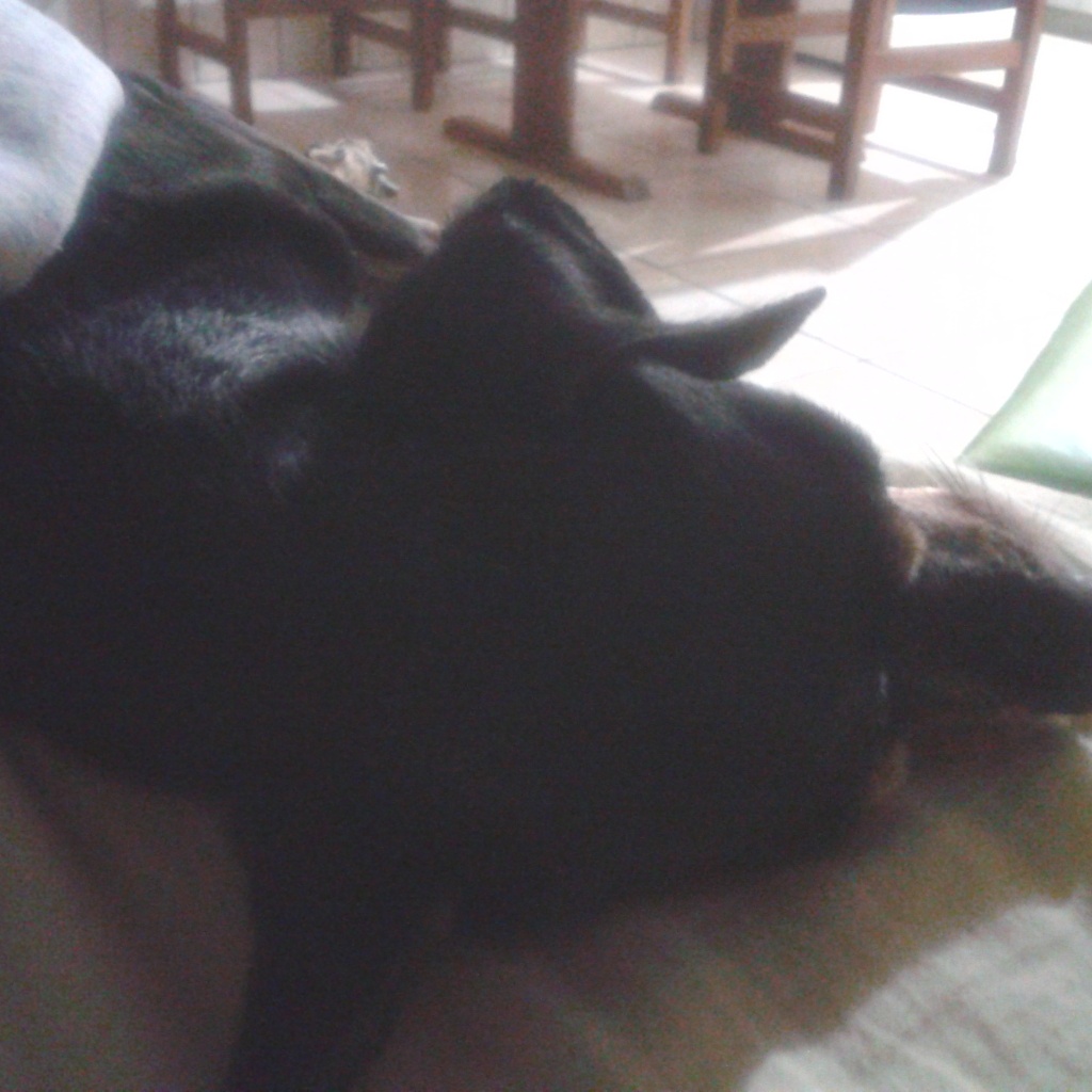 A dog image from https://images.dog.ceo/breeds/pinscher-miniature/IMG_20150104_034855.jpg