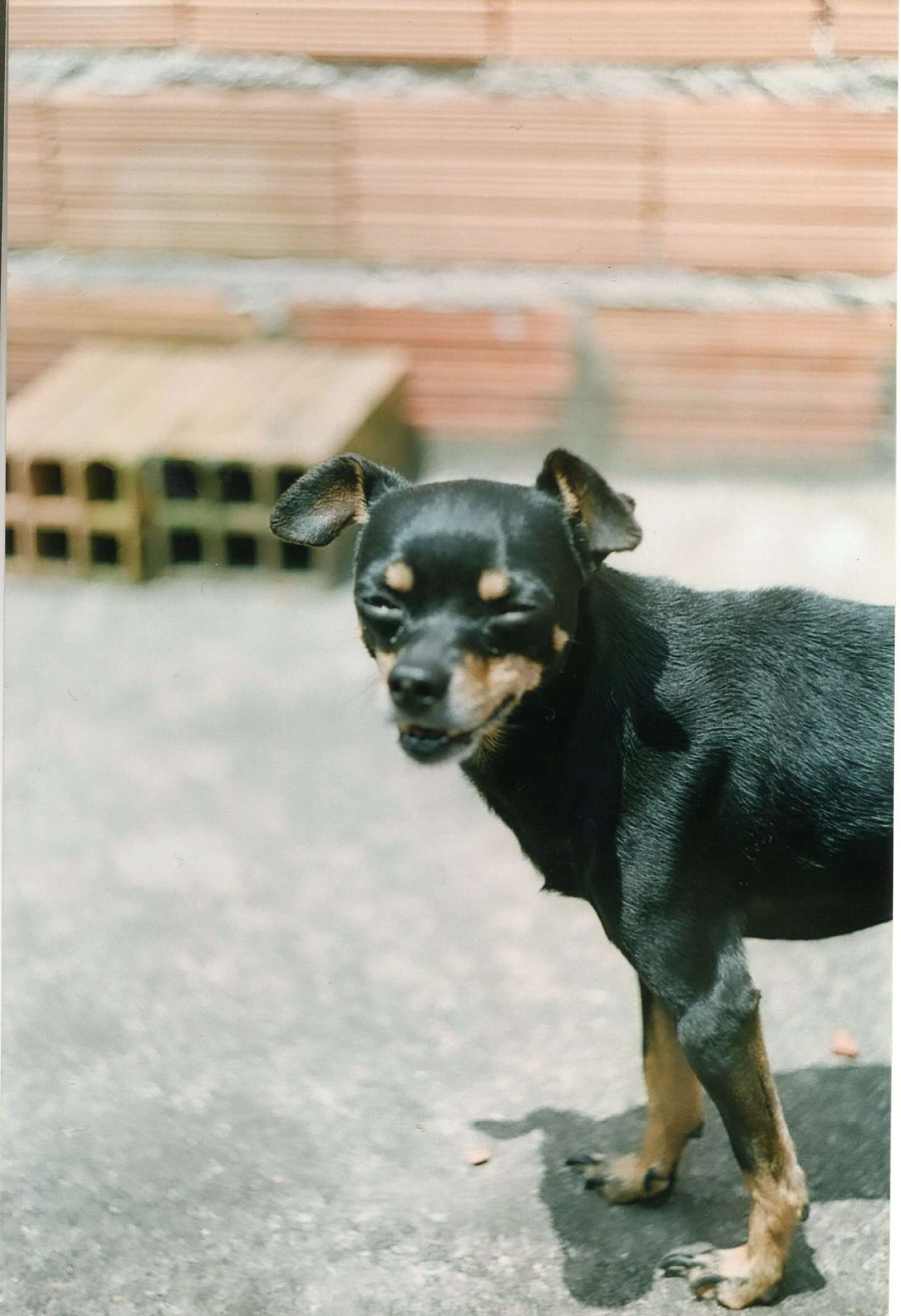 A dog image from https://images.dog.ceo/breeds/pinscher-miniature/des219x.jpg