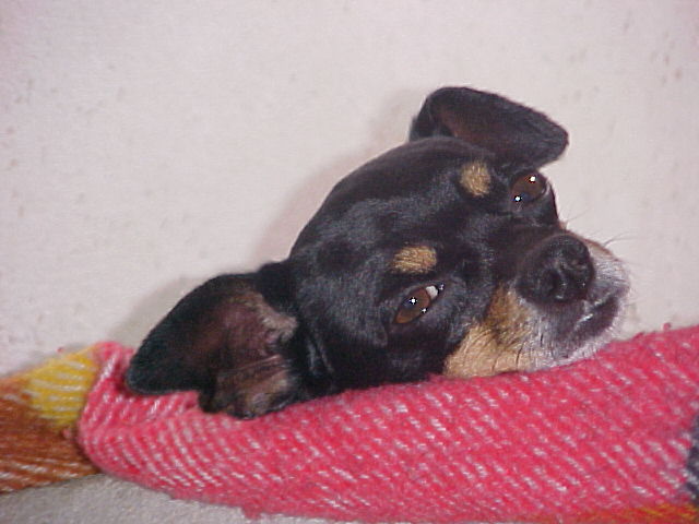 A dog image from https://images.dog.ceo/breeds/pinscher-miniature/mvc-006f.jpg