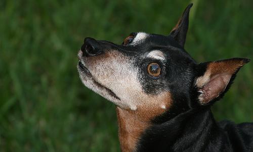 A dog image from https://images.dog.ceo/breeds/pinscher-miniature/n02107312_105.jpg