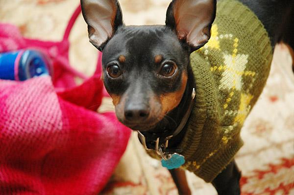 pinscher