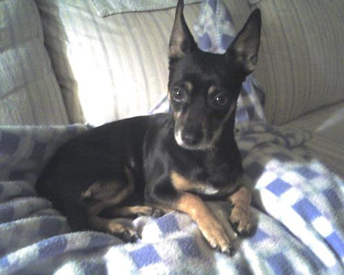 A dog image from https://images.dog.ceo/breeds/pinscher-miniature/n02107312_190.jpg