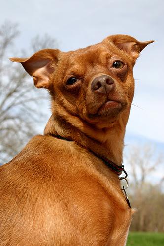 A dog image from https://images.dog.ceo/breeds/pinscher-miniature/n02107312_2203.jpg