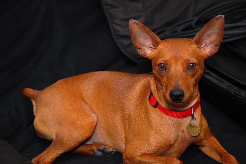 A dog image from https://images.dog.ceo/breeds/pinscher-miniature/n02107312_2487.jpg