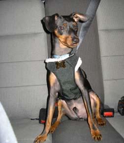 A dog image from https://images.dog.ceo/breeds/pinscher-miniature/n02107312_2706.jpg