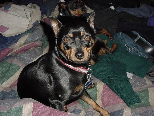 A dog image from https://images.dog.ceo/breeds/pinscher-miniature/n02107312_2945.jpg