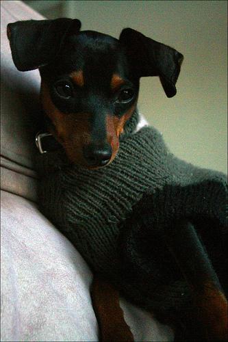 A dog image from https://images.dog.ceo/breeds/pinscher-miniature/n02107312_33.jpg