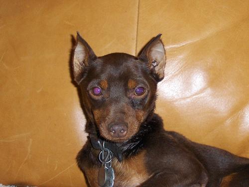 A dog image from https://images.dog.ceo/breeds/pinscher-miniature/n02107312_3470.jpg