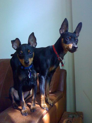 A dog image from https://images.dog.ceo/breeds/pinscher-miniature/n02107312_3592.jpg