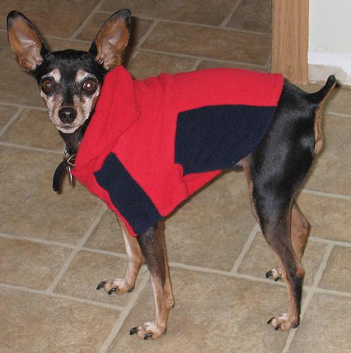 A dog image from https://images.dog.ceo/breeds/pinscher-miniature/n02107312_3823.jpg