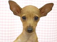 A dog image from https://images.dog.ceo/breeds/pinscher-miniature/n02107312_3841.jpg