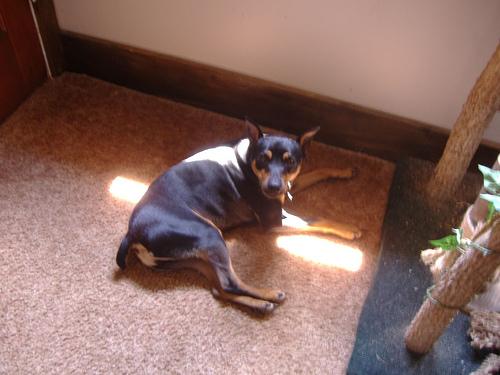 A dog image from https://images.dog.ceo/breeds/pinscher-miniature/n02107312_3888.jpg