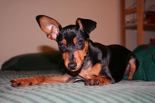 A dog image from https://images.dog.ceo/breeds/pinscher-miniature/n02107312_398.jpg