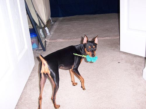 A dog image from https://images.dog.ceo/breeds/pinscher-miniature/n02107312_3980.jpg