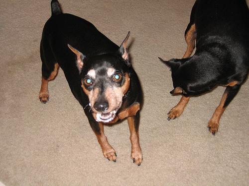 A dog image from https://images.dog.ceo/breeds/pinscher-miniature/n02107312_4065.jpg