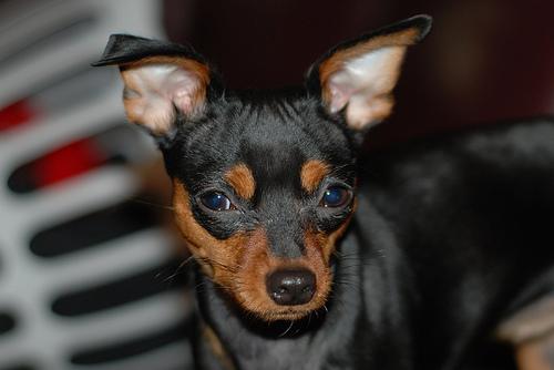 A dog image from https://images.dog.ceo/breeds/pinscher-miniature/n02107312_4234.jpg