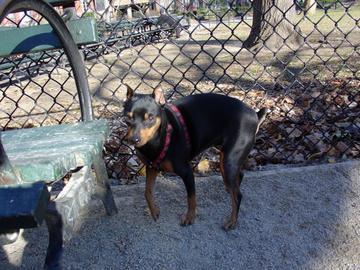 A dog image from https://images.dog.ceo/breeds/pinscher-miniature/n02107312_4456.jpg