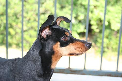 A dog image from https://images.dog.ceo/breeds/pinscher-miniature/n02107312_4613.jpg