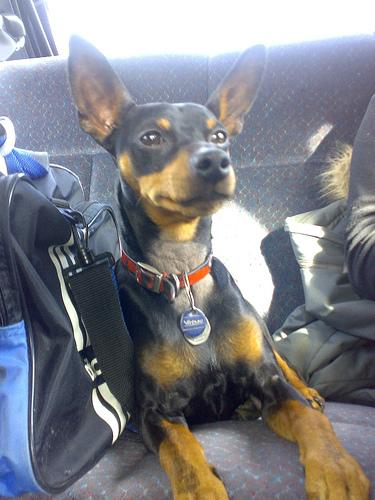 A dog image from https://images.dog.ceo/breeds/pinscher-miniature/n02107312_4943.jpg