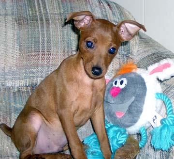 A dog image from https://images.dog.ceo/breeds/pinscher-miniature/n02107312_4972.jpg