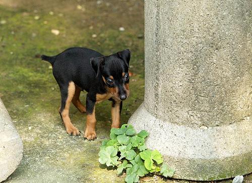 A dog image from https://images.dog.ceo/breeds/pinscher-miniature/n02107312_4996.jpg