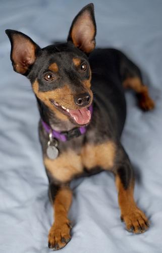 A dog image from https://images.dog.ceo/breeds/pinscher-miniature/n02107312_5114.jpg