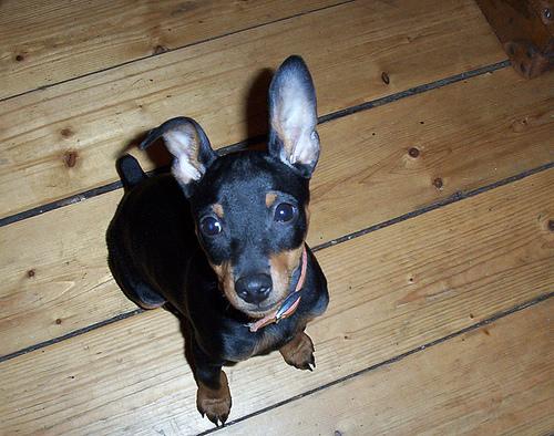 A dog image from https://images.dog.ceo/breeds/pinscher-miniature/n02107312_5474.jpg