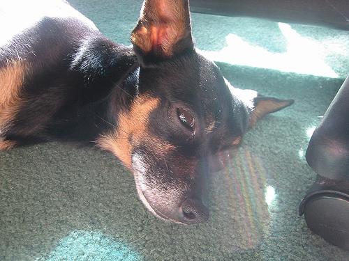 A dog image from https://images.dog.ceo/breeds/pinscher-miniature/n02107312_5625.jpg