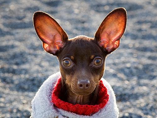 A dog image from https://images.dog.ceo/breeds/pinscher-miniature/n02107312_5665.jpg