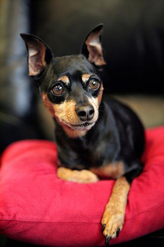 A dog image from https://images.dog.ceo/breeds/pinscher-miniature/n02107312_5686.jpg