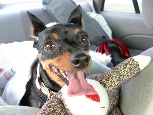 A dog image from https://images.dog.ceo/breeds/pinscher-miniature/n02107312_579.jpg