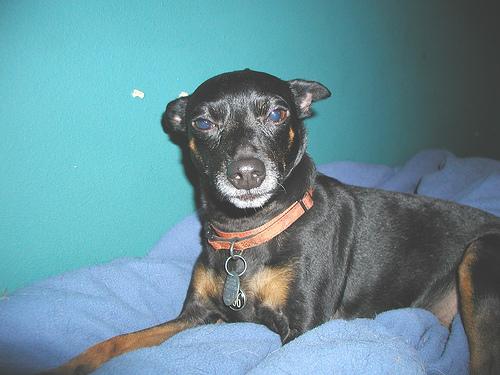 A dog image from https://images.dog.ceo/breeds/pinscher-miniature/n02107312_5798.jpg