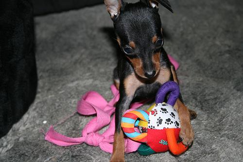 A dog image from https://images.dog.ceo/breeds/pinscher-miniature/n02107312_6003.jpg