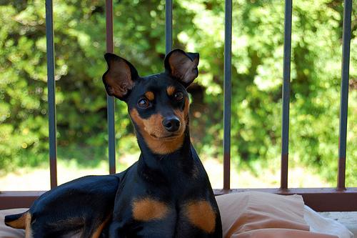 A dog image from https://images.dog.ceo/breeds/pinscher-miniature/n02107312_6129.jpg