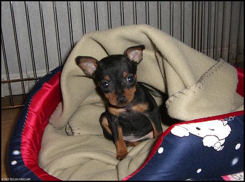 A dog image from https://images.dog.ceo/breeds/pinscher-miniature/n02107312_6186.jpg