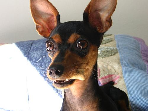 A dog image from https://images.dog.ceo/breeds/pinscher-miniature/n02107312_6580.jpg