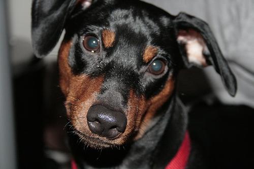 A dog image from https://images.dog.ceo/breeds/pinscher-miniature/n02107312_6617.jpg