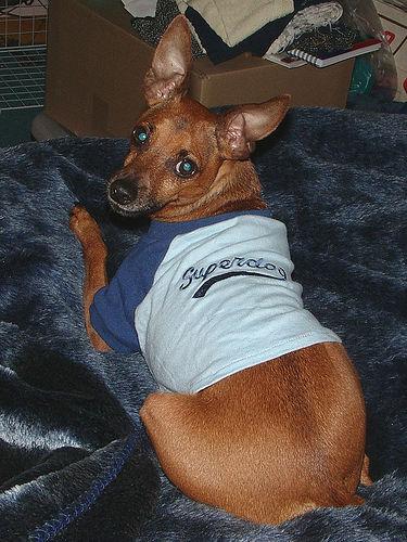 A dog image from https://images.dog.ceo/breeds/pinscher-miniature/n02107312_67.jpg