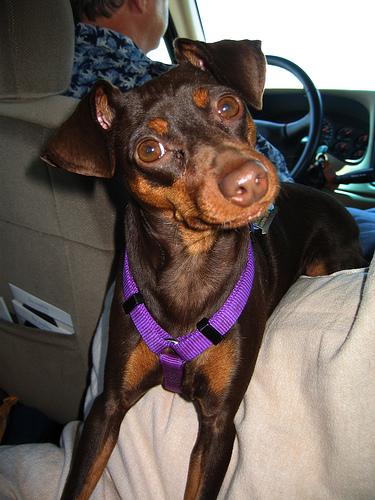 A dog image from https://images.dog.ceo/breeds/pinscher-miniature/n02107312_6924.jpg