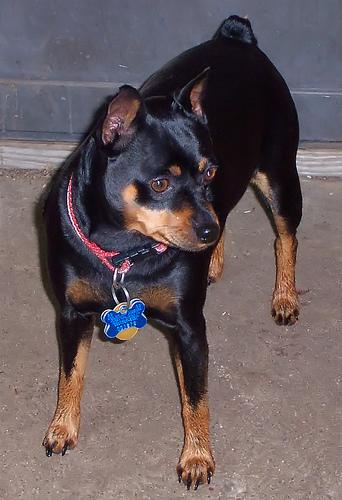 A dog image from https://images.dog.ceo/breeds/pinscher-miniature/n02107312_7029.jpg