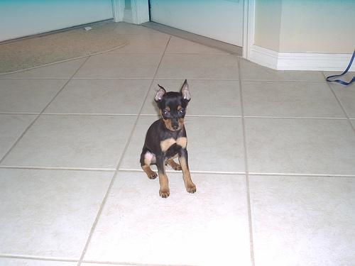 A dog image from https://images.dog.ceo/breeds/pinscher-miniature/n02107312_7076.jpg