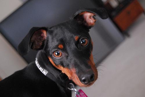 A dog image from https://images.dog.ceo/breeds/pinscher-miniature/n02107312_7095.jpg