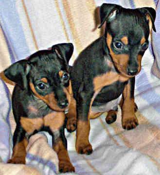 A dog image from https://images.dog.ceo/breeds/pinscher-miniature/n02107312_7147.jpg