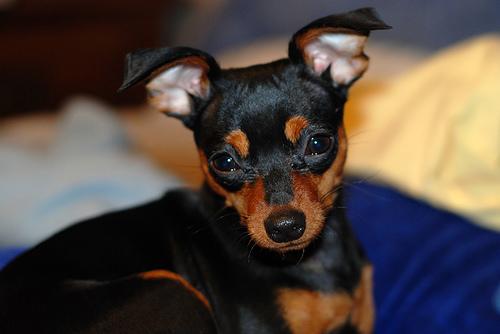 A dog image from https://images.dog.ceo/breeds/pinscher-miniature/n02107312_7214.jpg