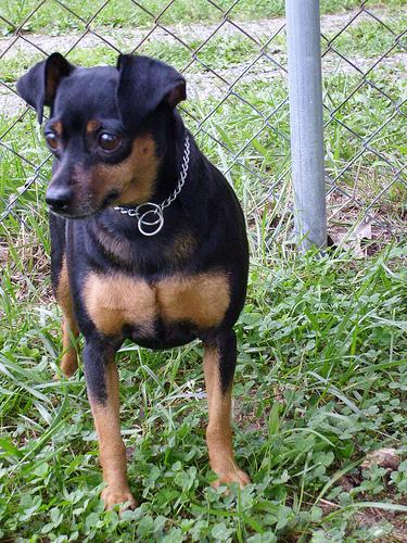 A dog image from https://images.dog.ceo/breeds/pinscher-miniature/n02107312_7528.jpg