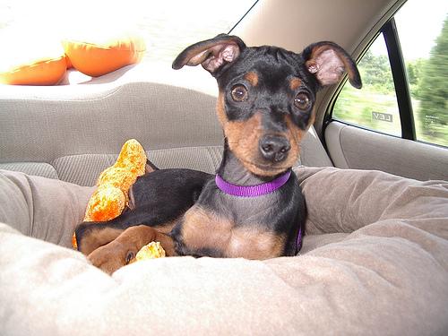 A dog image from https://images.dog.ceo/breeds/pinscher-miniature/n02107312_7578.jpg