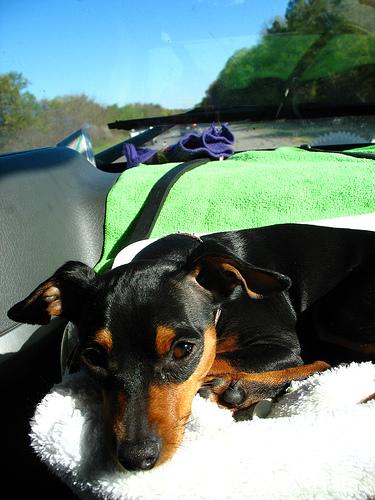 A dog image from https://images.dog.ceo/breeds/pinscher-miniature/n02107312_7677.jpg